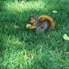 squirrelchompin